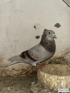 golubovi visokoletaci bozovi