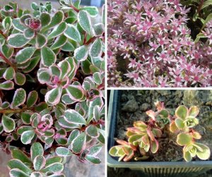 Sedum spurium tricolor