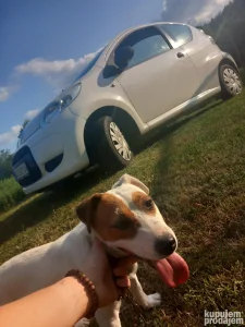 na prodaju dzek rassel 2 godine čistokrvan