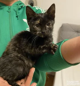 Poklanjam,Udomljivanje