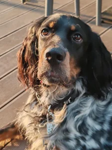 Engleski seter za parenje