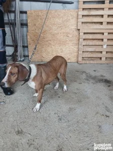 Prodajem posavku svinjarku 3 godine