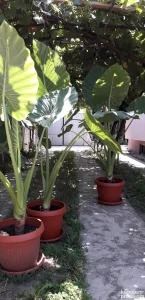 Adami, Bendžamini, Filadendroni