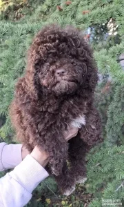 Lagotto romagnolo štenci