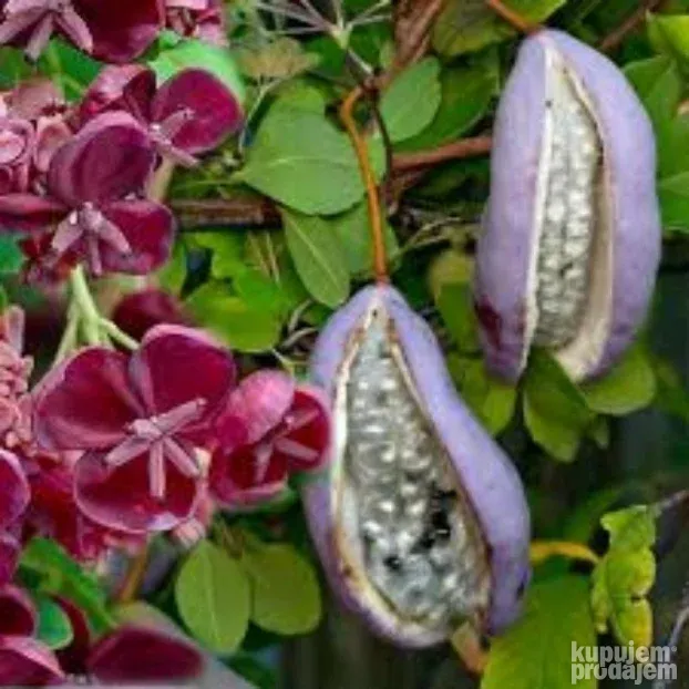 Akebia quinata sadnice
