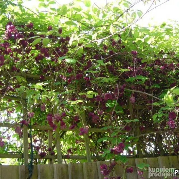 Akebia quinata sadnice