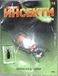Pravi Insekti i Bube Broj 15- Zebrasti Balegar Turska
