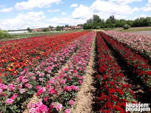 Ruze - sadnice ruza (stablasice, cajevke, polijante, mini)