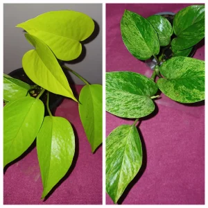 Epipremnum Marble queen i Neon Pothos