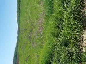 lipovica, Leskovac, Morava, 38 ar
