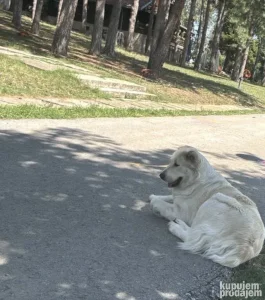 Hitno! Ženka ovčara traži dom
