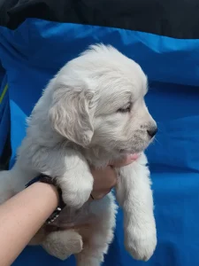 Stenci zlatnog retrivera