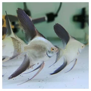 Pterophyllum scalare var. - Skalar bulgarian