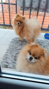 Pomeranka od sitnih roditelja (Povoljno)