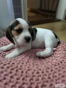 Bigl štenci - dva muška - dva zenska - rezervacija u toku