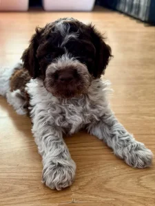 Lagotto Romagnolo TOP štenci
