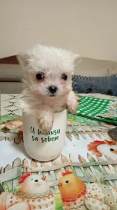 Mini maltezer