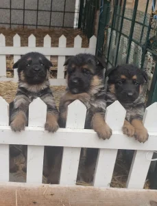 Štenci Nemačkog ovčara sa pedigreom