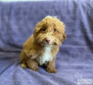 Štenci crvene pudle na prodaju