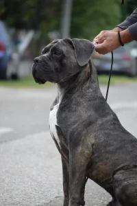 Cane Corso mužjak slobodan za parenje