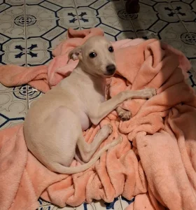 Italijanski Hrt muzjak