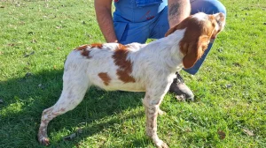 Štene Epanjel Breton