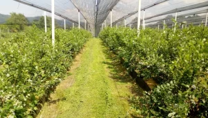 Valjevo, Loznica, 200 ar