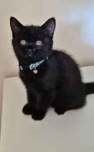 Na prodaju prelepo britansko mače