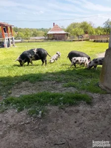 Prasići Resavke oko 15 kg