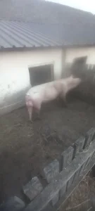 Svinje