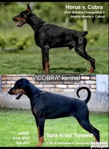 Stenci dobermana 9 meseci ostao jos 1 braon.