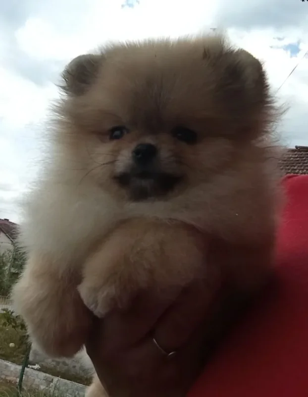 Pomeranac boo
