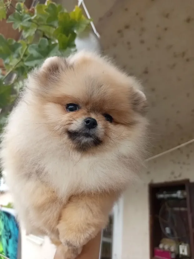 Pomeranac boo