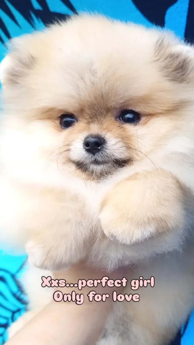 Pomeranac boo