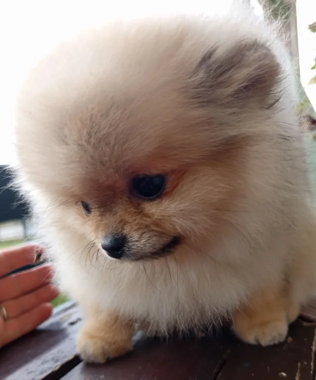 Pomeranac boo