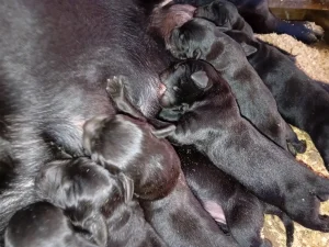 Labrador stenci crne boje