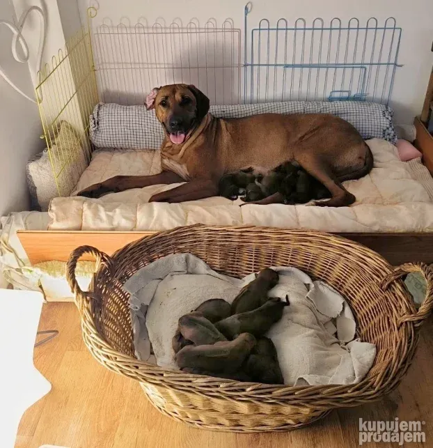 Rodezijski ridzbek stenci - rhodesian ridgeback