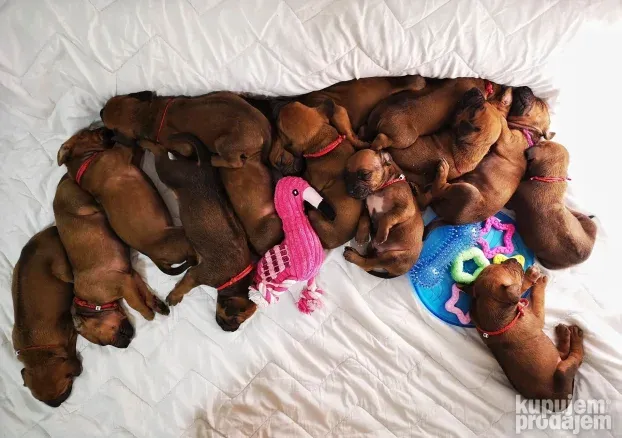 Rodezijski ridzbek stenci - rhodesian ridgeback