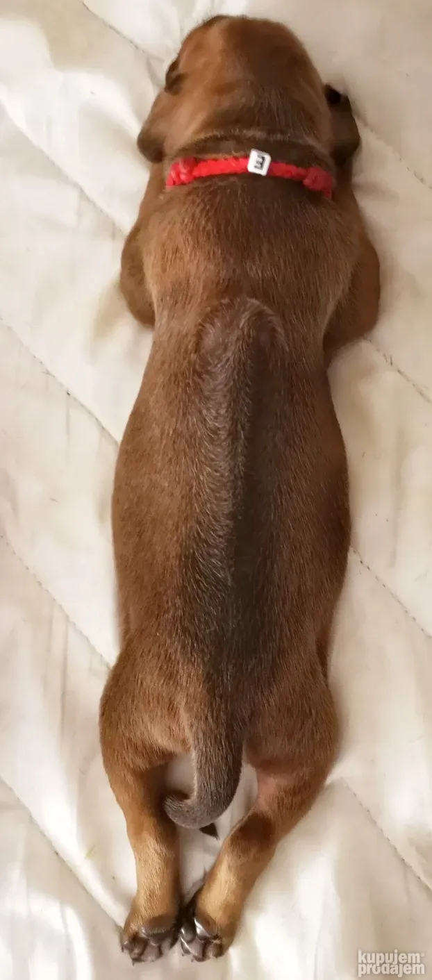Rodezijski ridzbek stenci - rhodesian ridgeback