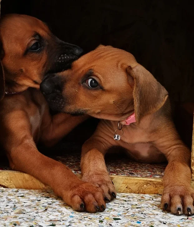 Rodezijski ridzbek stenci - rhodesian ridgeback