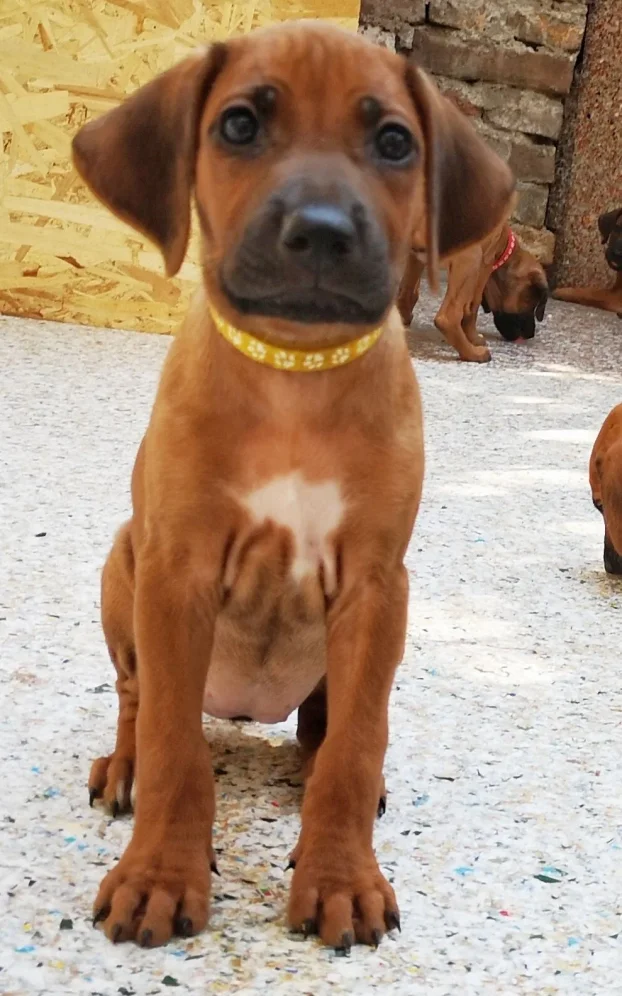 Rodezijski ridzbek stenci - rhodesian ridgeback