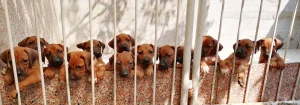 Rodezijski ridzbek stenci - rhodesian ridgeback