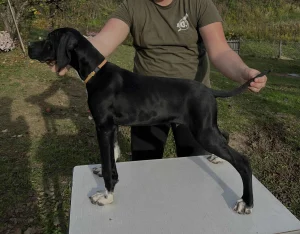 Engleski poenter štene crno