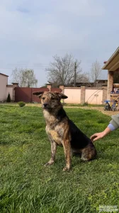 Udomljavam psa - mešanac