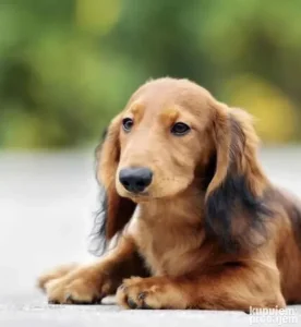 dugodlaki jazavicari PREVOZ