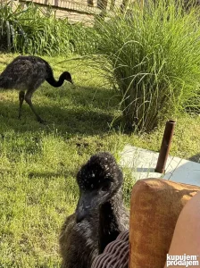 Emu zenka