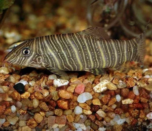 Botia striata