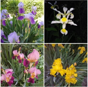 Perunika iris  vise boja