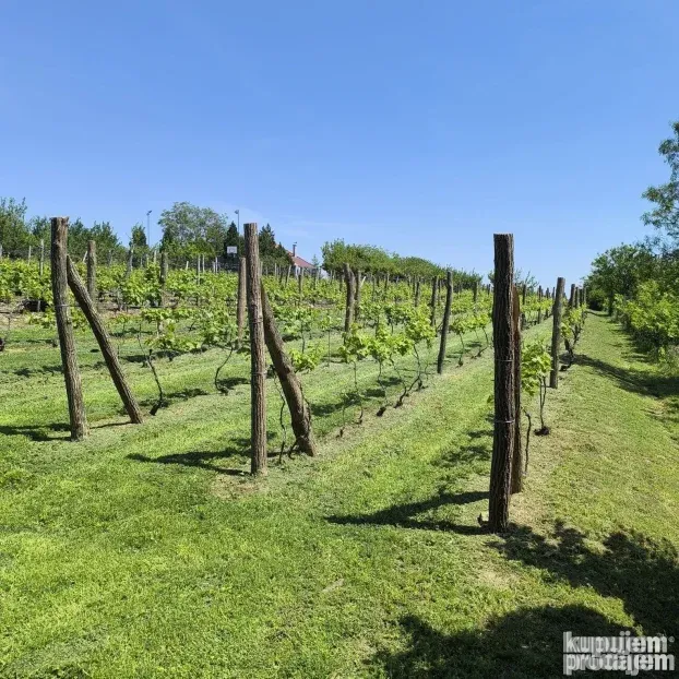 Vinograd sa voćnjakom