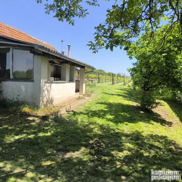 Vinograd sa voćnjakom